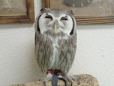 龍空、食欲の秋！