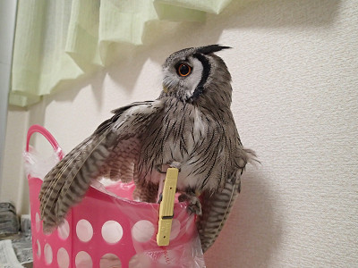 虎鉄飛行機、再び☆