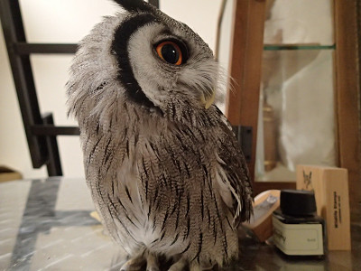 フクロウの魅力のひとつ。