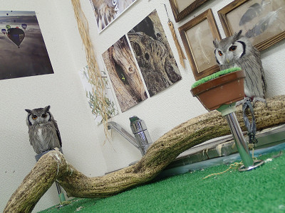 フクロウ飼育してみたい人に向けて