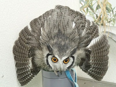 『おこるよ～～』勝手にシリーズ化