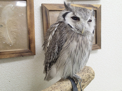 ちょっと白め？