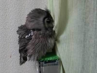 アフコノ警備隊