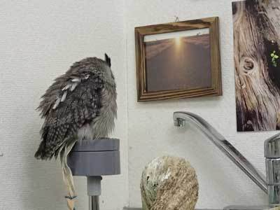 夕日にたそがれる虎鉄