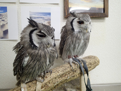 リードほどいてあげる。