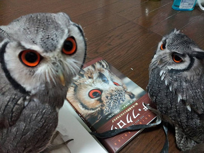 ザ・フクロウについて。