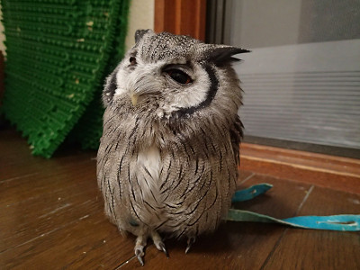 フクロウのヒナをお迎えするときのチェック項目。