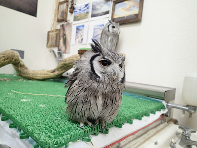 フクロウのにおい。