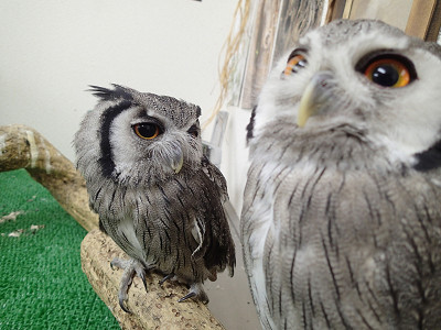 虎鉄のお悩み相談。