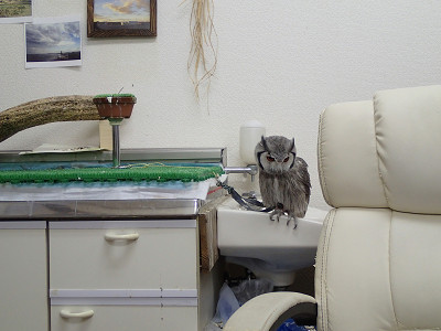 【フクロウの飼い方】繋留について