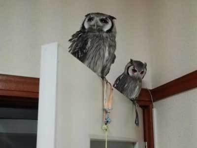 最近つるんでます。