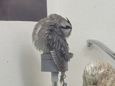 ハートの模様が大きくなりました♪