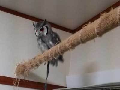 高いトコ争い。