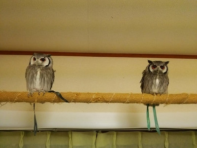 お互い、そんなに危険な存在でもないとおもうけど。