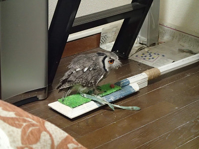 白馬に乗ったお姫様。