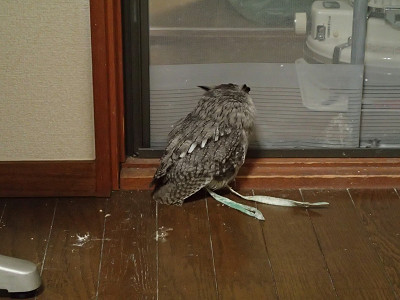 ２年前の虎鉄なら・・・。