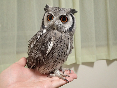 フクロウのご飯について。