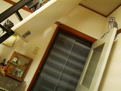 世界のフクロウがわかる本。