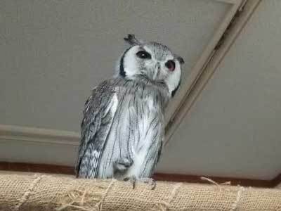 フクロウと話す。