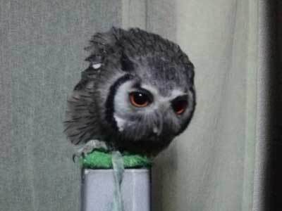 カーテンと遊ぶ虎鉄＿おまけ。