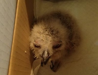 【動画】ユーラシアワシミミズクの雛