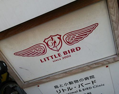 猛禽の病院選び。