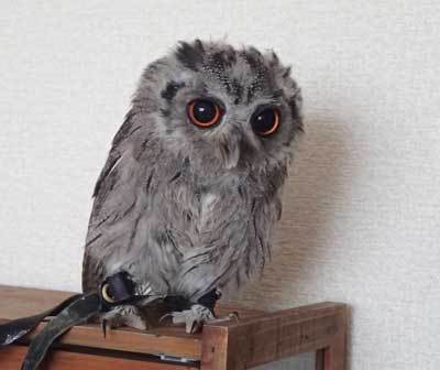 ※閲覧注意　食事風景２