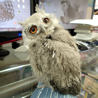 閲覧注意！！　マウスをむしゃむしゃ食いちぎる虎鉄