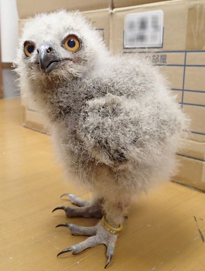 【動画】花麟がとんだ！