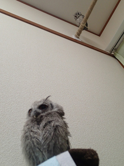 龍空（リク）の縄張り拡大計画