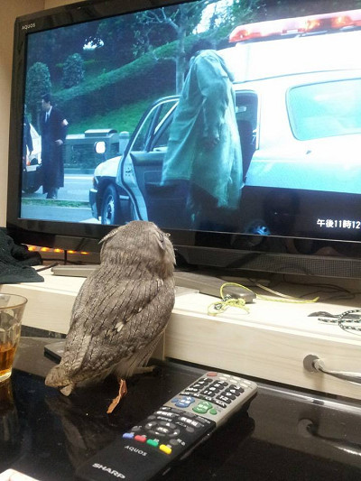 テレビ大好き。