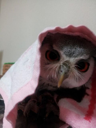 目は口ほどにものを言う。