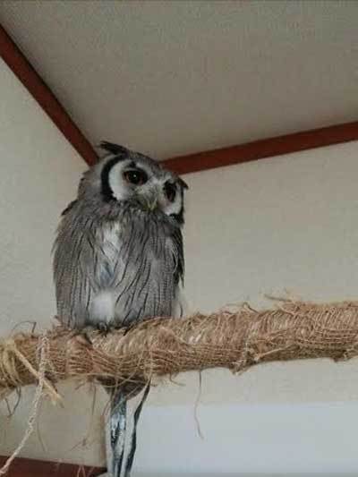 龍空ちゃん、おじゃましまーす。