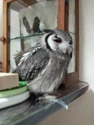 虎鉄も念のため検査に。