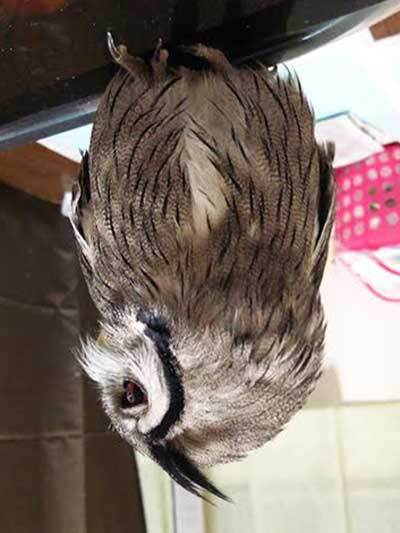 フクロウ飼いの向き・不向き