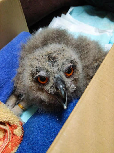 花麟ちゃんの様子