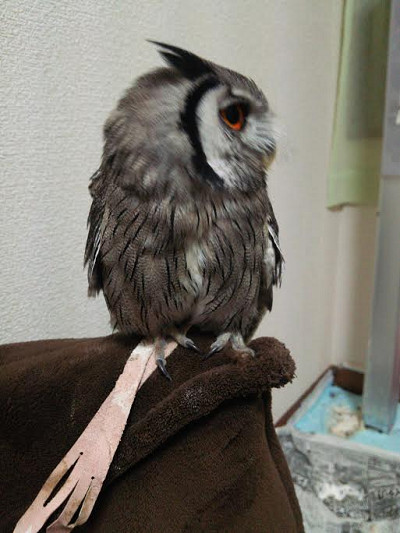 アクロバット虎鉄