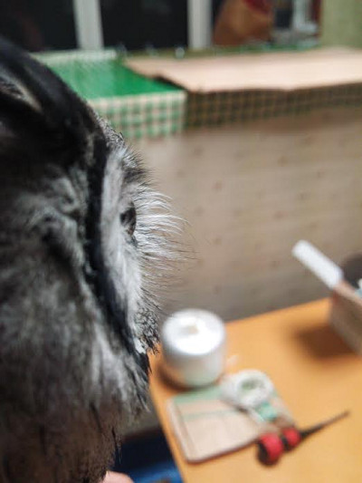 監視カメラの設定（Tenvis JPT3815W）