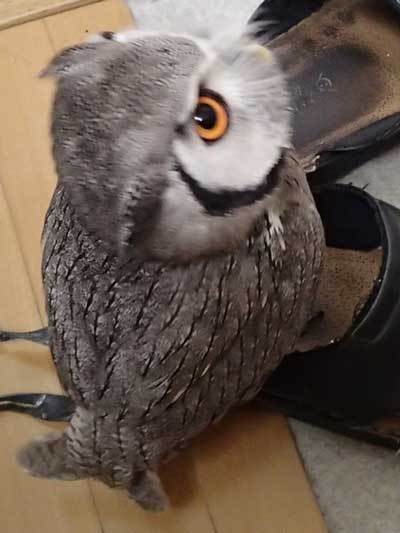 にゃーにゃー合戦