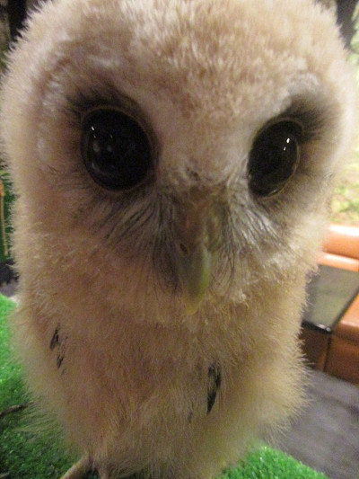 くりくりお目目グランプリ！アナホリくんへの刺客！