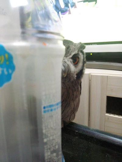 今ごろアヒル寝・・？