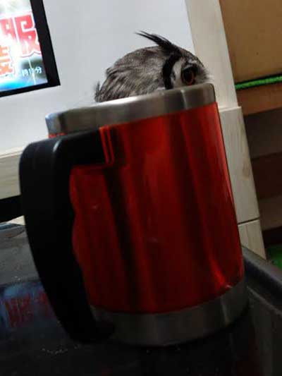 MUG OWL