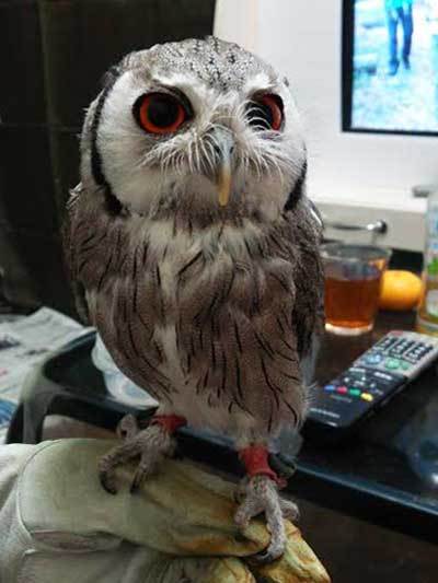 虎鉄ちゃん、ちょーだい。