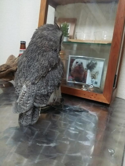 花麟ちゃんはどこへ！？