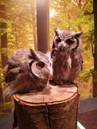 アフコノ大集合。