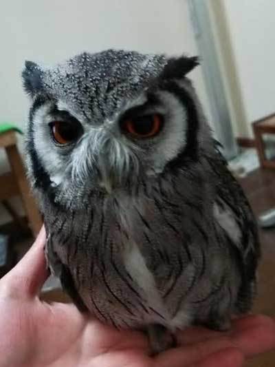 お迎えするなら、ヒナか、成鳥か？