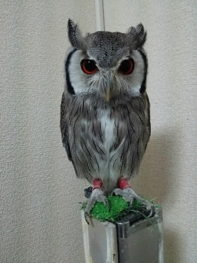 おべんとがなくなった！