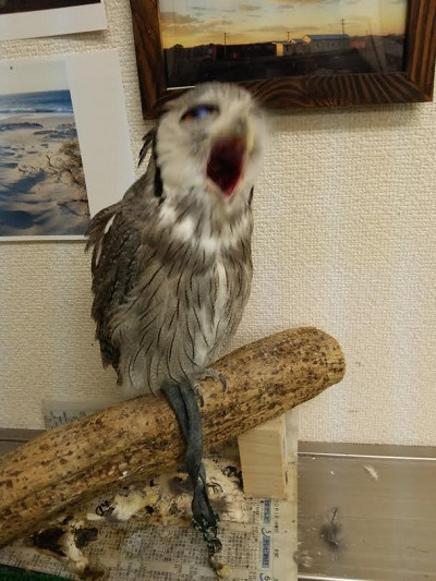 龍空、ペリットを吐く・・か！？