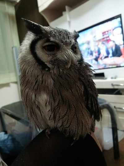 一方、虎鉄は？