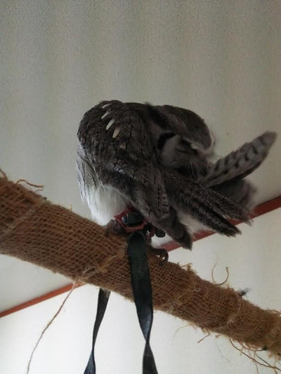 龍空の羽づくろい。